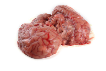 Brain isolated on white