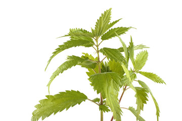 Growing nettle isolated on white