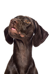 funny dog face with tongue out on a white background