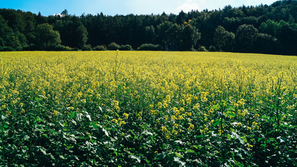 Fototapeta premium Rapsfeld