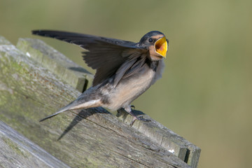 Barn swallow (Hirundo rustica)