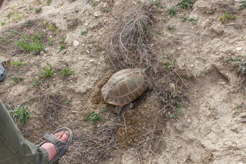 Obraz premium Tourists are considering a big turtle. The turtle is crawling on the ground.