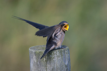 Barn swallow (Hirundo rustica)