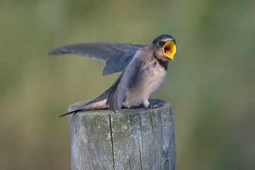 Barn swallow (Hirundo rustica)
