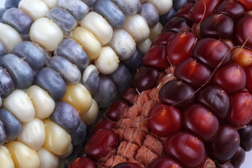 Colorful corn background