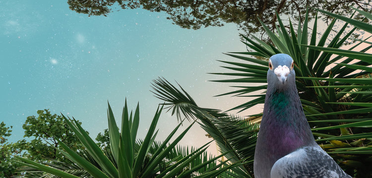 Beautiful abstract surreal head of a dove on a tropic palm tree collage concept, contemporary colors and mood social background.