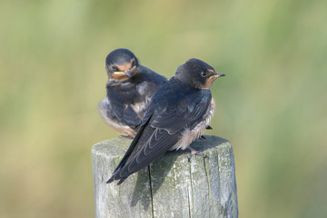 Barn swallow (Hirundo rustica)