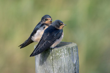 Barn swallow (Hirundo rustica)