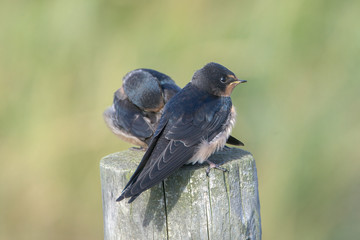 Barn swallow (Hirundo rustica)