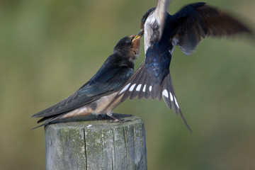 Barn swallow (Hirundo rustica)
