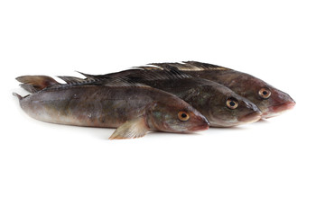 Sea bass isolated on white