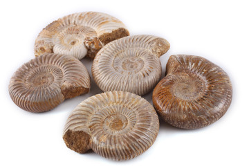 Ammonites isolated on white