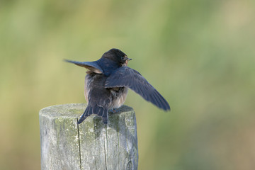 Barn swallow (Hirundo rustica)