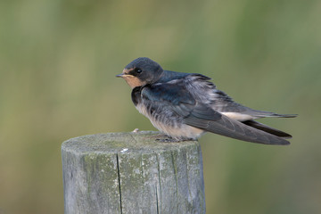 Barn swallow (Hirundo rustica)