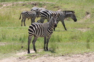 Zebras standing in front of camera
