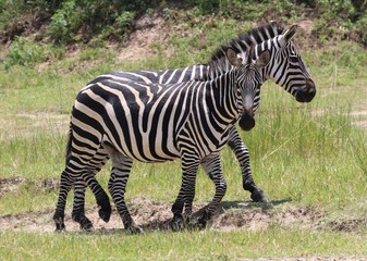 Fototapeta na wymiar Zebras standing in front of camera