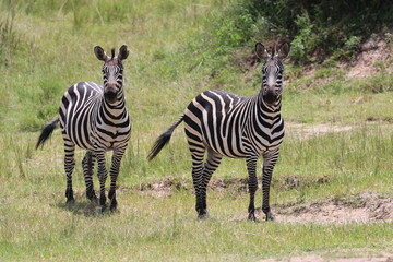 Fototapeta na wymiar Zebras standing in front of camera