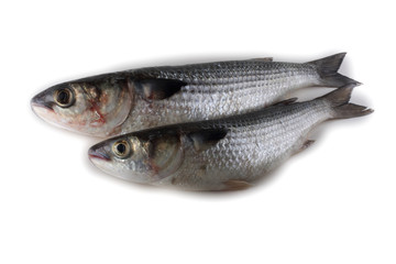 Mullet isolated on white