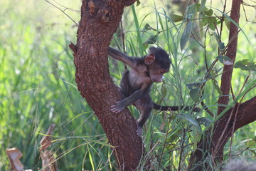 lovley newborn Baboon Baby with mother, Rwanda