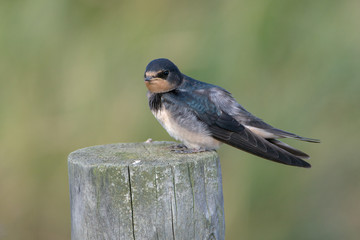 Barn swallow (Hirundo rustica)