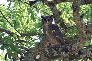 African Owl up in a tree. Rwanda