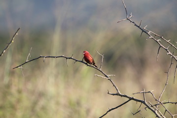 little red Bird sitting on branch