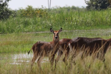 Group of Waterbuck in front of lake, Africa, Rwanda