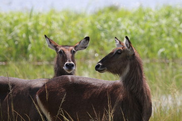 Group of Waterbuck in front of lake, Africa, Rwanda