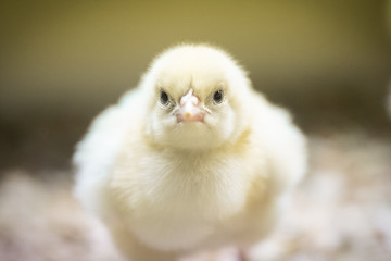 Close up portrait of a domestic chick