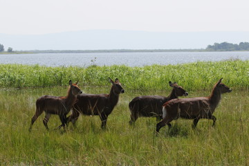 Group of Waterbuck in front of lake, Africa, Rwanda