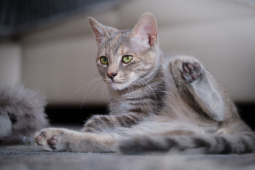 Cute young grey kitten with green eyes