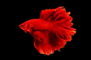 Beautiful fighting fish isolated on black