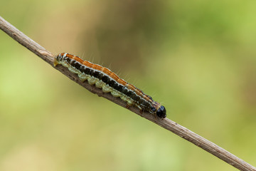 A caterpillar lying on a branch
