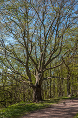 Obraz premium Old tree with sprawling branches. Central Sweden, selective focus
