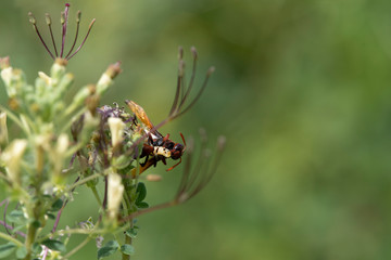 Ceriana wasp Looking for food on flowers.