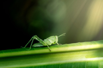 Fototapeta premium A green grasshopper on a branch with a green background.