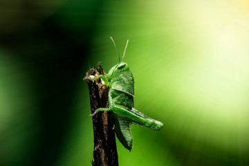 A green grasshopper on a branch with a green background.