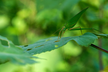 Green grasshopper on a leaf with a green background.