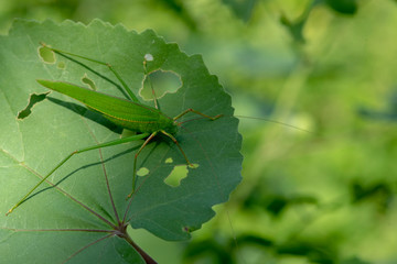 Green grasshopper on a leaf with a green background.