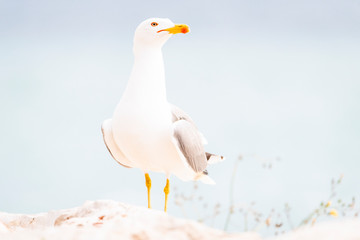 Gaviota