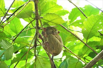 ボホール島のターシャ