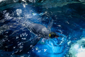 dolphins in water