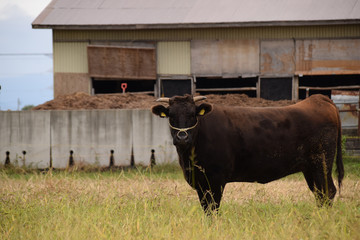 Wagyu - Japanese shorthorn. It is called 