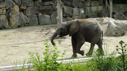 African elephants at the zoo
