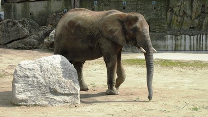 African elephants at the zoo