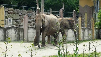 African elephants at the zoo