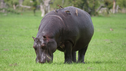 Hippo grazing with Yellow-billed oxpecker birds on his back