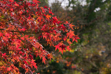 Autumn leaves of Bishamon-do, Yamashina-ku, Kyoto