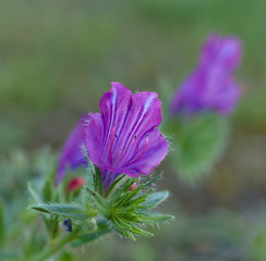 Viborera, bell shaped violet flower