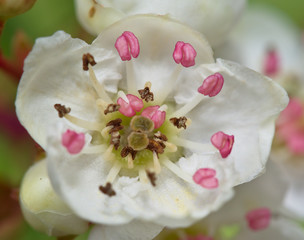 Pink anthers floating on white flowers